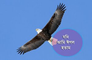 যদি আমি ঈগল হতাম