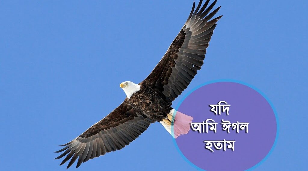 যদি আমি ঈগল হতাম