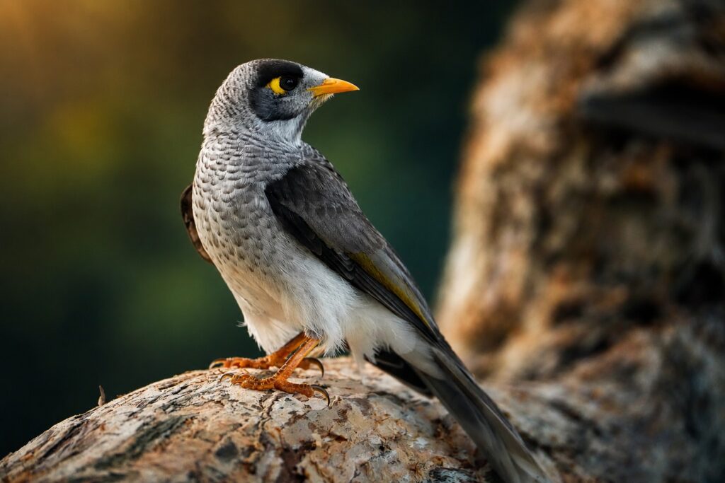 A Noisy Miner enjoying a quiet moment in nature.