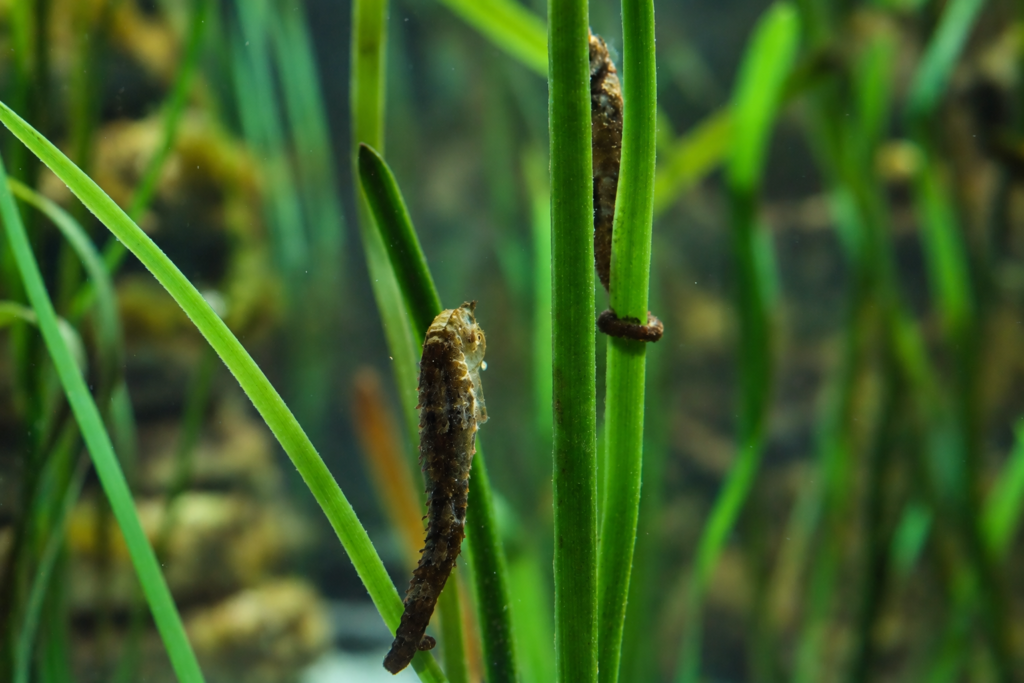 Seahorse Hidden Among the Green