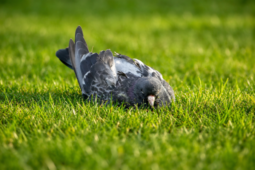 Pigeon