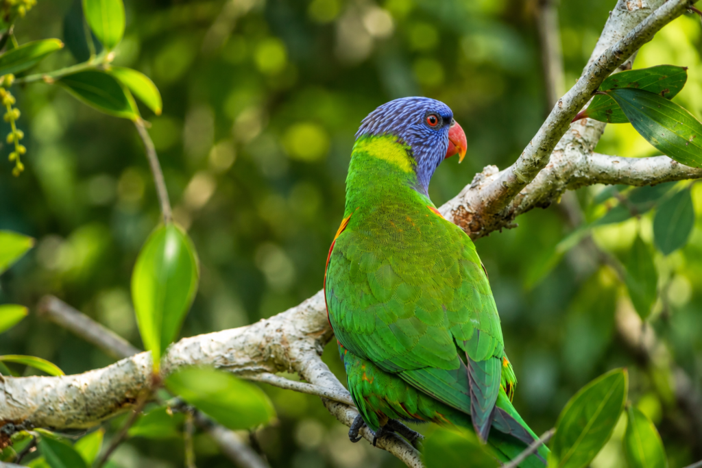 Rainbow Lorikeet