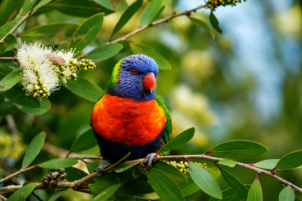 Rainbow Lorikeet