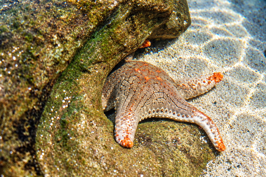 Sea Star Beneath the Rock